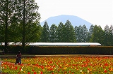 花の咲く春の生駒高原