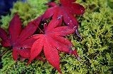 多久　西渓公園の紅葉